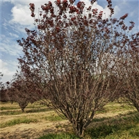 红叶李批发价格 27公分红叶李价格 22公分红叶李价格