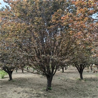 山东红叶李基地 27公分红叶李价格 24公分红叶李价格