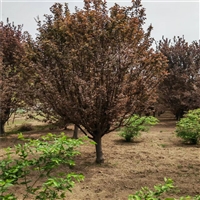 哪里种植红叶李多 7公分红叶李价格 12公分红叶李价格