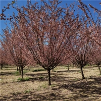 红叶李询价 11公分红叶李价格 6公分红叶李价格