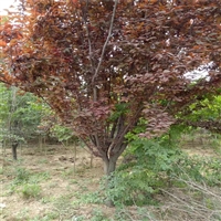 红叶李产地 23公分红叶李价格 红叶李小苗价格