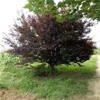 红叶李产地 9公分红叶李价格 4米高丛生红叶李价格