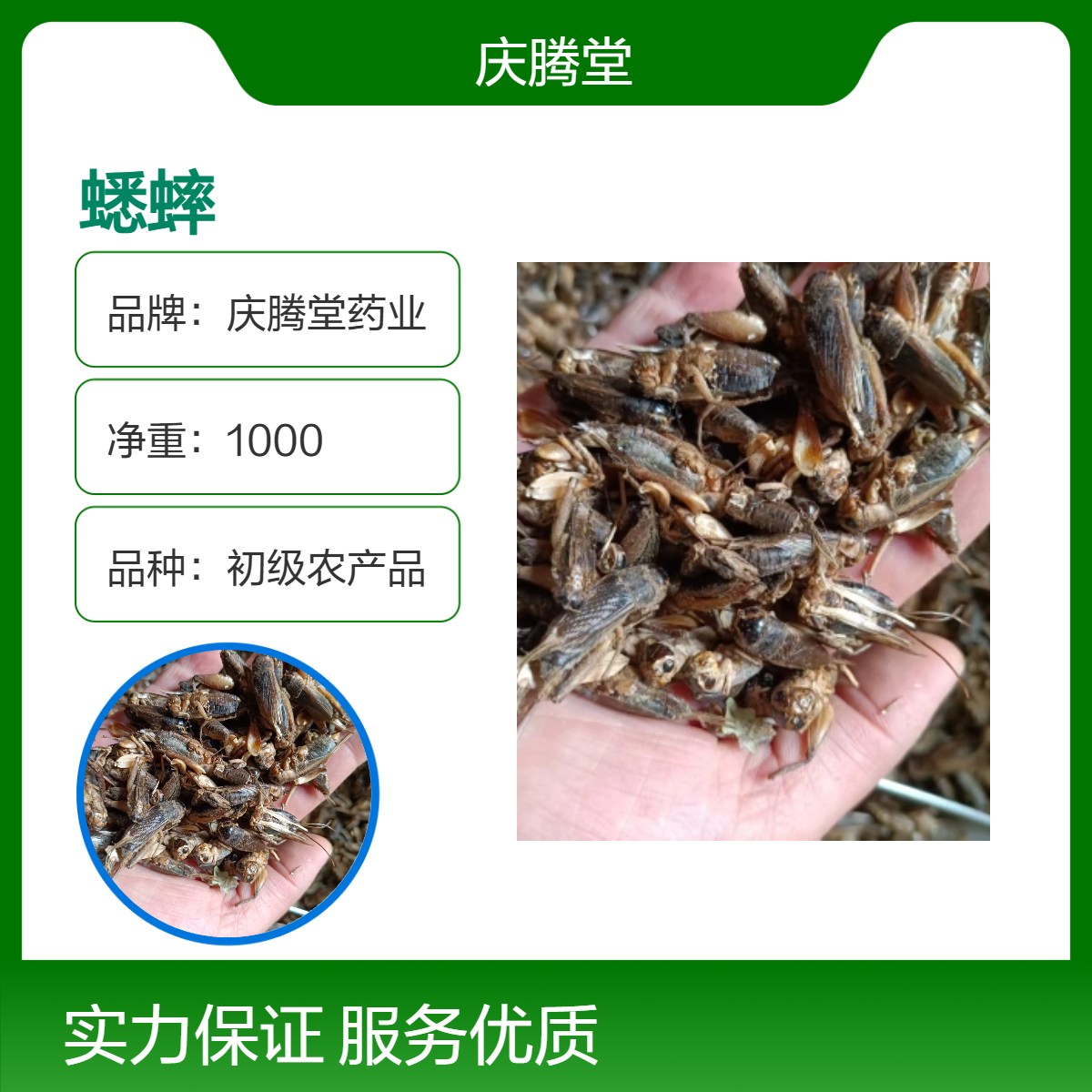 中药材 蟋蟀 油葫芦 精选 无硫 各种规格 品质保证 昆虫大全