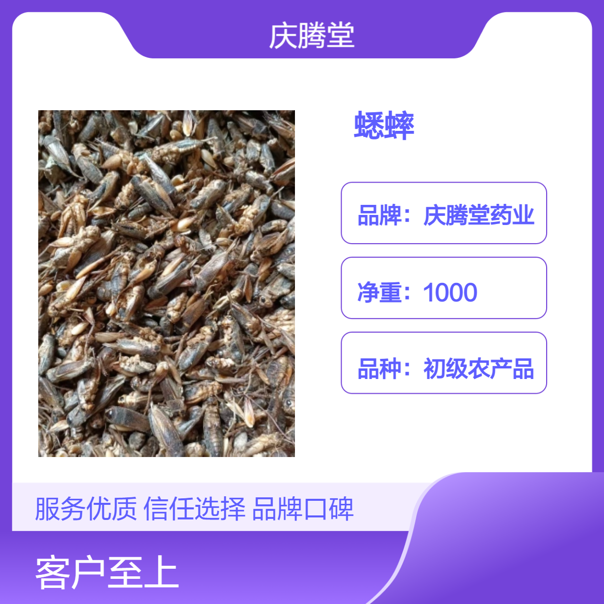 庆腾堂 蛐蛐 蟋蟀 当年新货 无硫 无杂质 品质正宗 产地直发