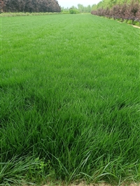 陕西草坪大型批发基地 周至草坪一平米批发价格多钱