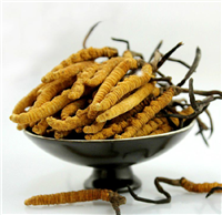 罗湖散装虫草24小时上门回收-虫草回收业务员