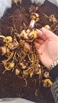 香水百合种球种植时间方法