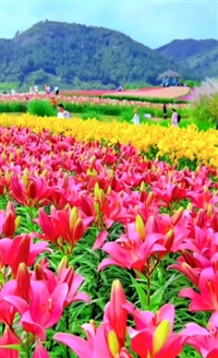 秋种花卉种子的品种选择