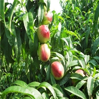 山东泰安油桃树苗基地