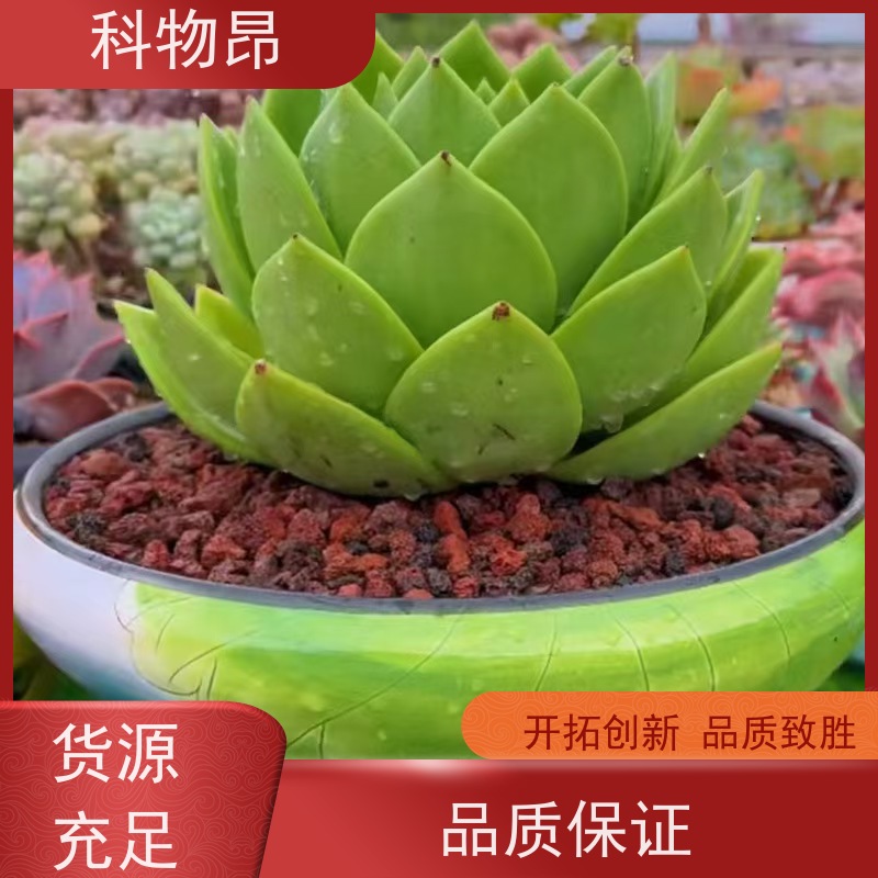 科物昂 花卉 火山岩轻体水泥填料 包装散装、吨包、袋装 物流快捷