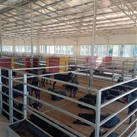 黑山羊幼崽护理方法