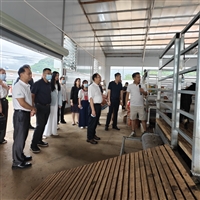 黑山羊肉适合哪些人群食用