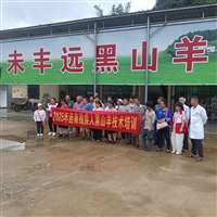 黑山羊种羊的选育与饲养要点