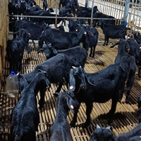 黑山羊肉的价格和普通羊肉相比有什么区别