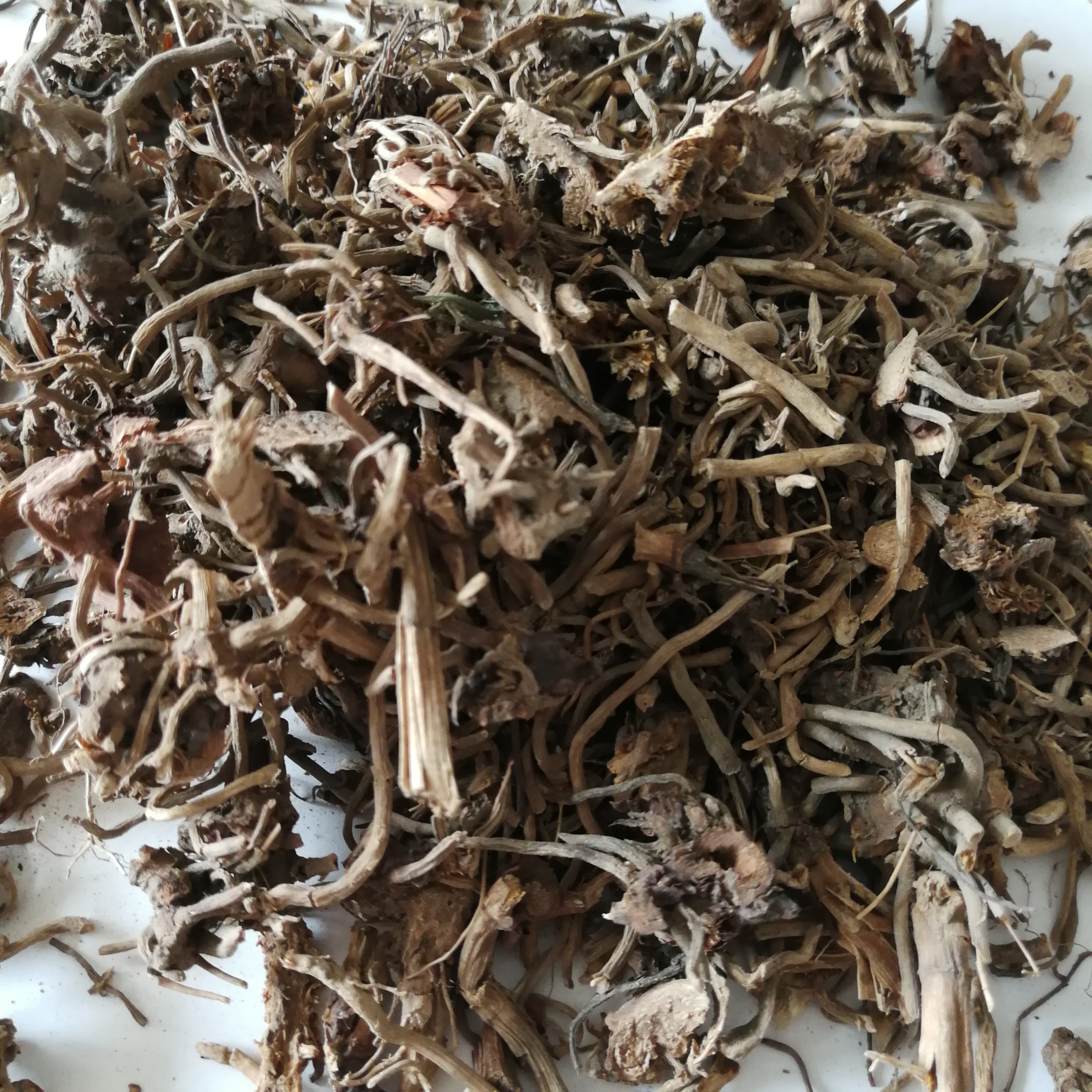 中草药狮子尾图片 供应麒麟尾正宗 龟背竹 麒麟叶批发