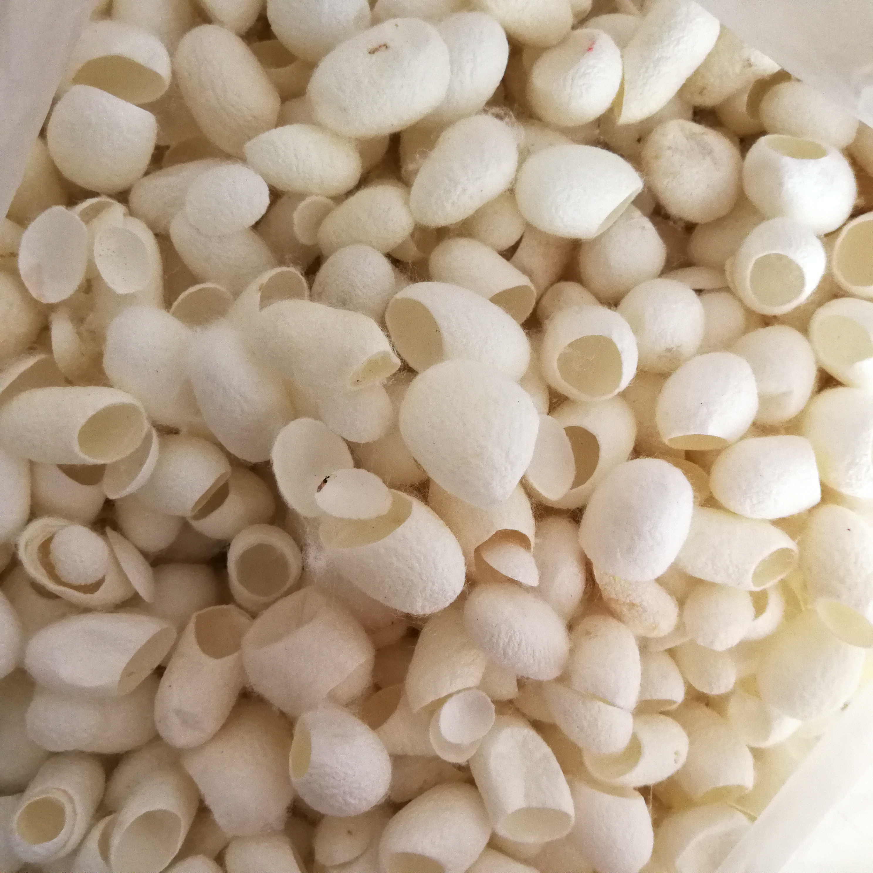 供应蚕茧壳图片 蚕衣 茧黄 绵蚕产地原材料原料各种规格