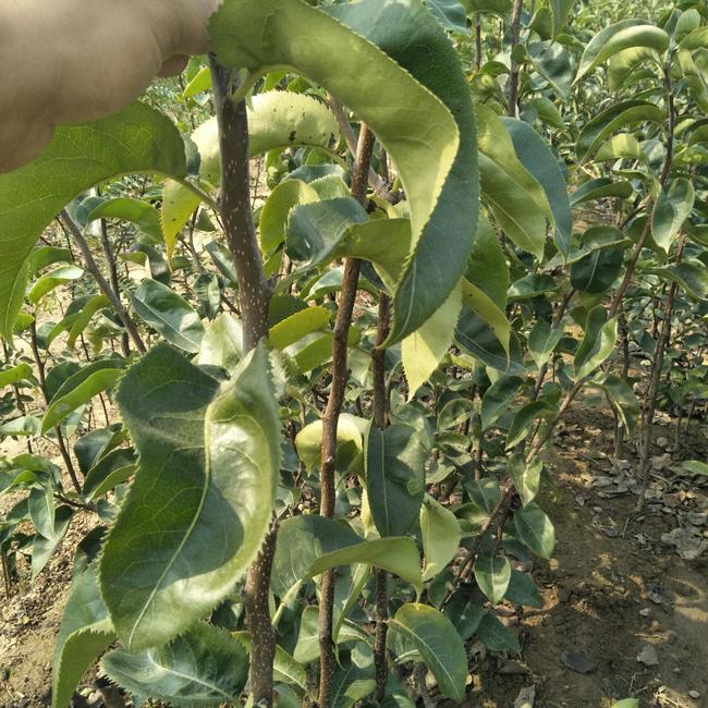 泰安秋月梨树苗具有高产特性