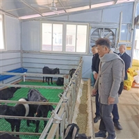 黑山羊种羊批发 纯种繁育 养殖场供应