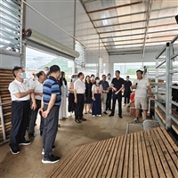 黑山羊 品质优 放养种羊 成活率高 涨势快 多胎高产 纯种健康