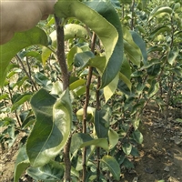 泰安秋月梨树苗具有高产特性