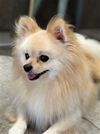 2026宠物托运湖南株洲株洲宠物托运物流宠物活体运输