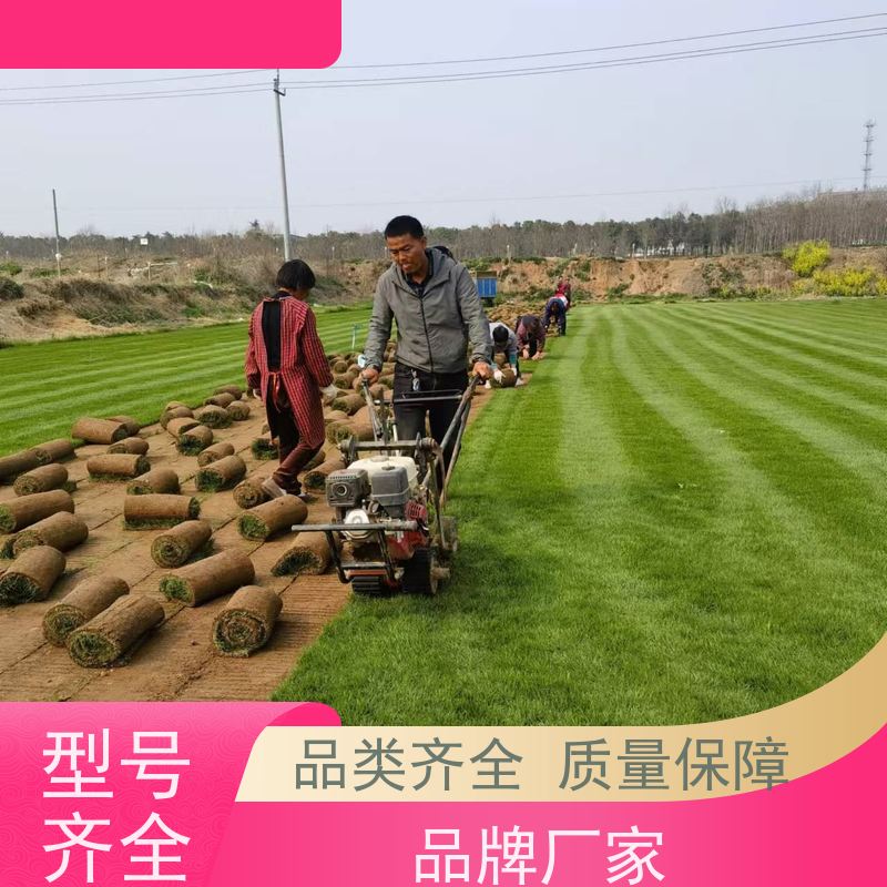 洛阳万绿苗圃 道路绿化 果岭草草坪 修剪少 维护简单
