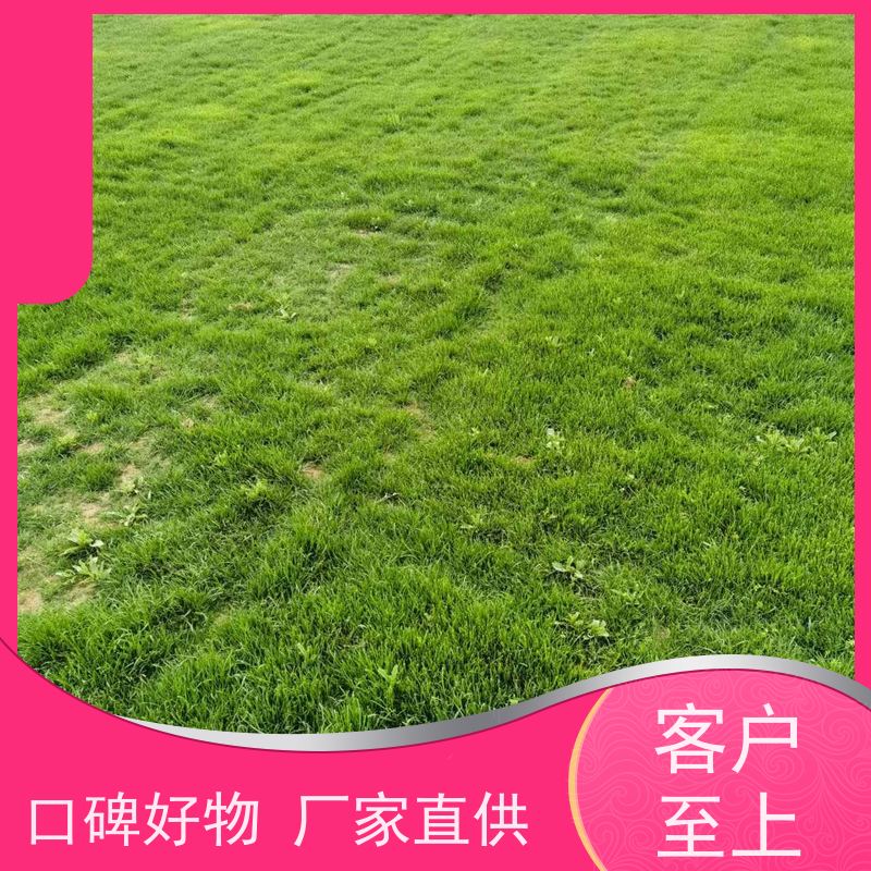 洛阳万绿苗圃 道路绿化 草坪 冷暖季型 铺草快省时省力