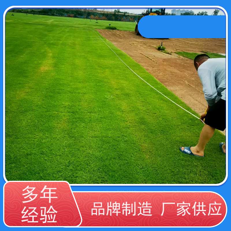 洛阳万绿苗圃 道路绿化 草坪 四季常绿 铺草快省时省力