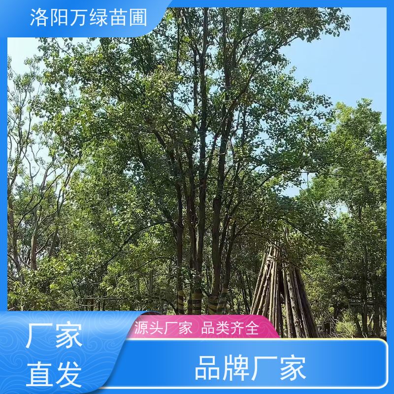 万绿苗圃 厂区别墅苗木 7米丛生乌桕 多分支6米8米 易成活