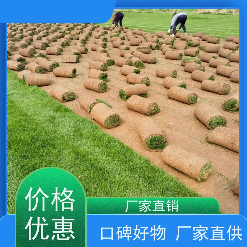 洛阳万绿苗圃 小区绿化 百慕大草坪 冷暖季型 铺草快省时省力