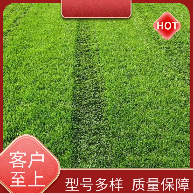 洛阳万绿苗圃 道路绿化 草皮 修剪少 铺草快省时省力