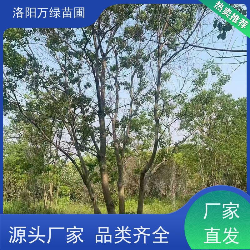 万绿苗圃 厂区别墅苗木 7米丛生乌桕 彩叶树种秋季变色漂亮 易成活