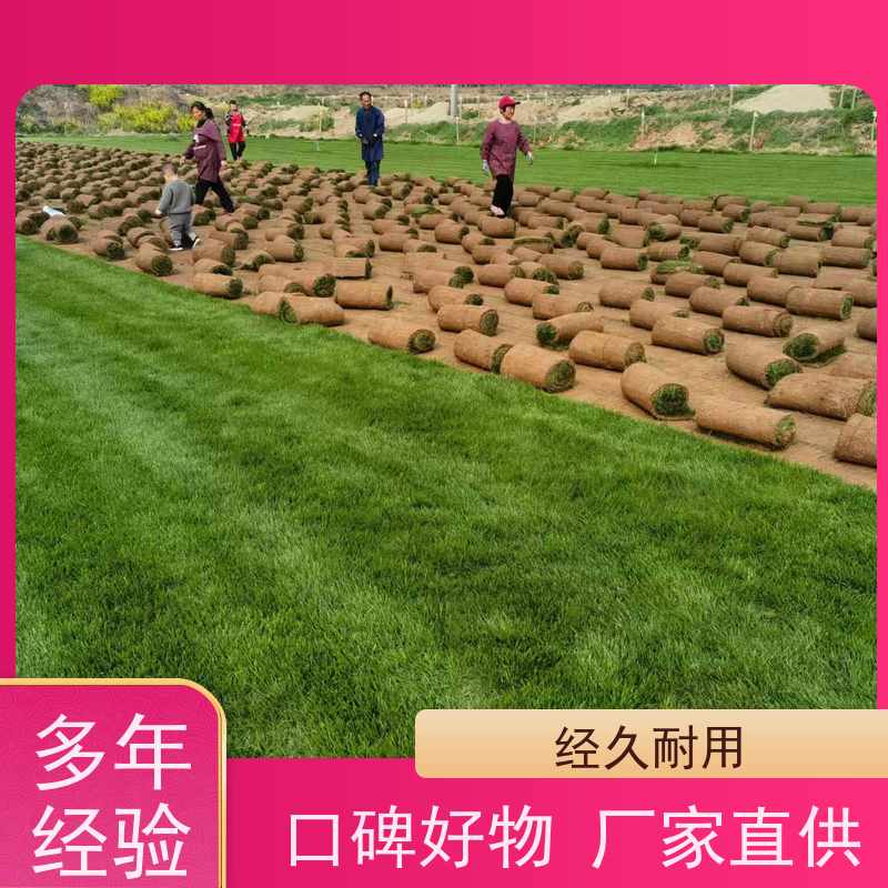 洛阳万绿苗圃 厂区绿化 百慕大草坪 冷暖季型 维护简单