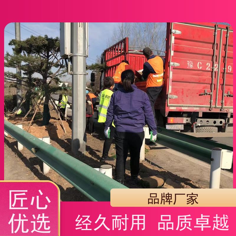 洛阳万绿苗圃 道路绿化 马尼拉草坪 修剪少 铺草快省时省力