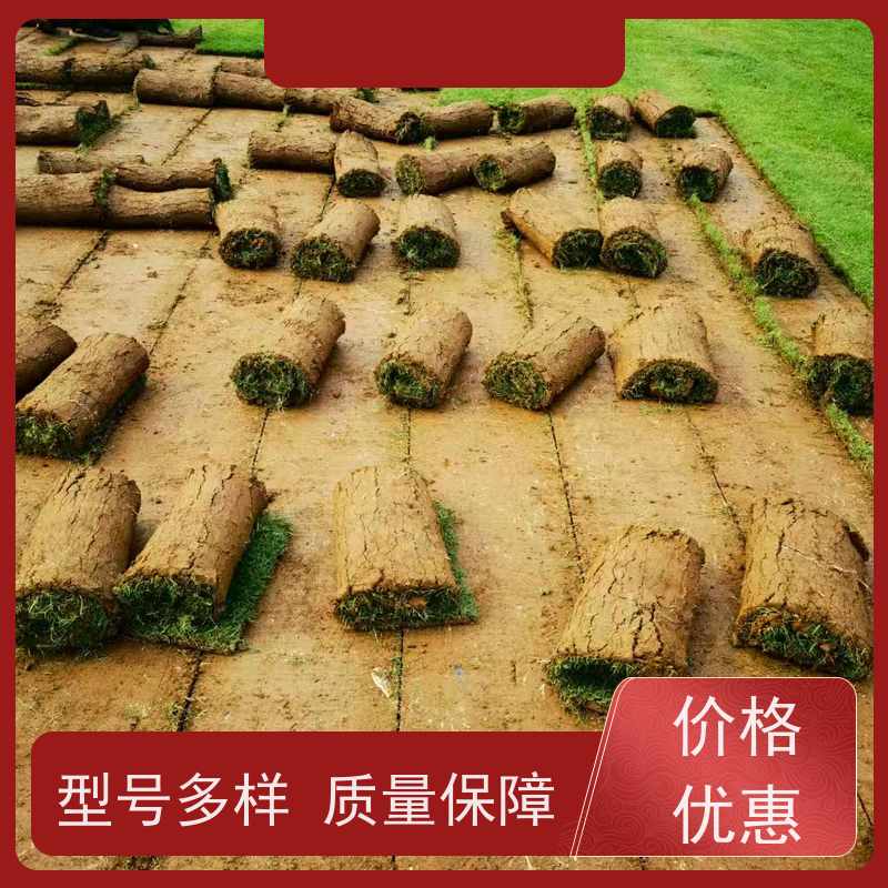 洛阳万绿苗圃 厂区绿化 马尼拉草坪 耐践踏 维护简单