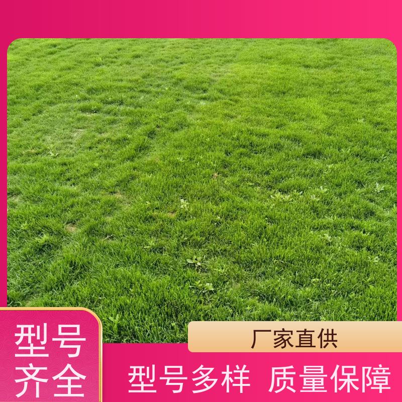 洛阳万绿苗圃 道路绿化 百慕大草坪 四季常绿 铺草快省时省力