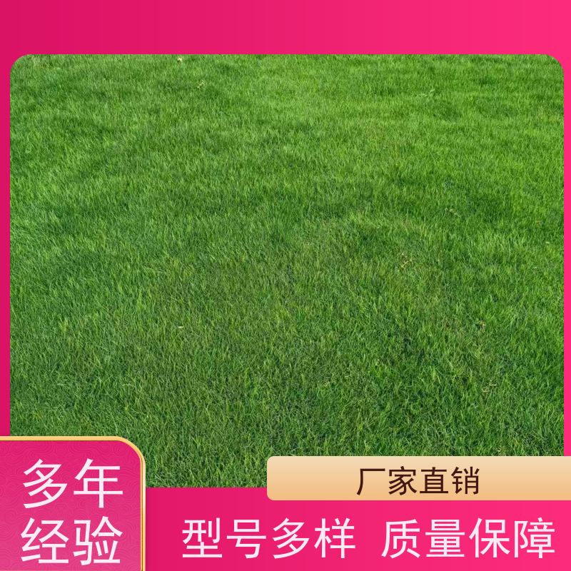 洛阳万绿苗圃 小区绿化 真草皮四季青 冷暖季型 铺草快省时省力