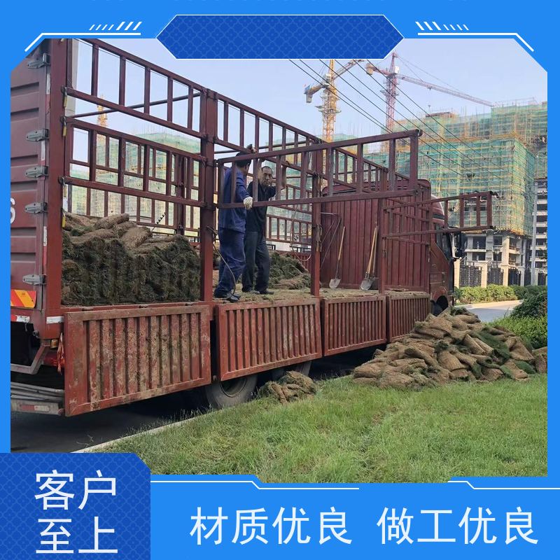 洛阳万绿苗圃 市政工程 马尼拉草坪 冷暖季型 维护简单