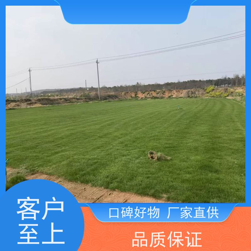 洛阳万绿苗圃 厂区绿化 百慕大草坪 四季常绿 铺草快省时省力