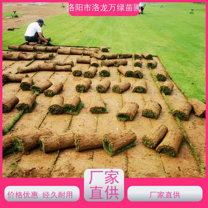 洛阳万绿苗圃 小区绿化 百慕大草坪 耐践踏 铺草快省时省力