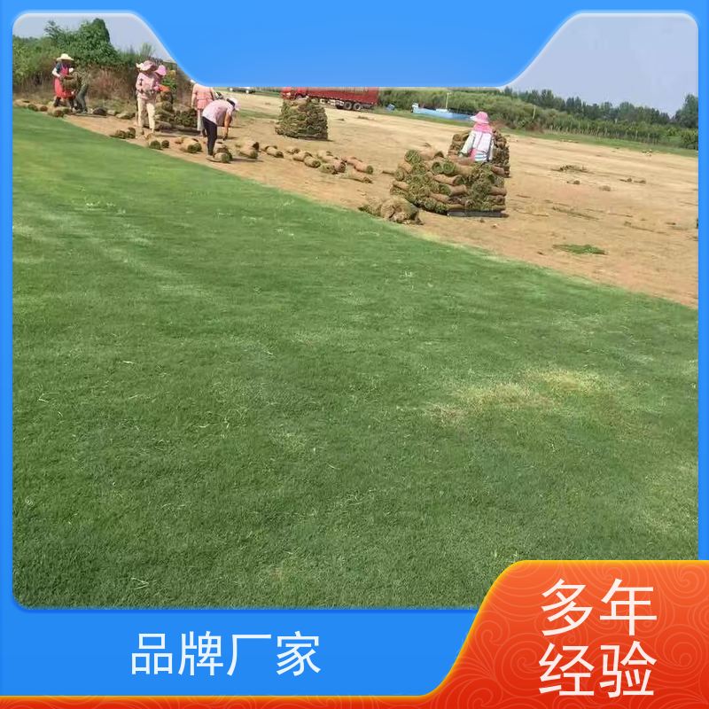 洛阳万绿苗圃 别墅庭院 百慕大草坪 冷暖季型 铺草快省时省力