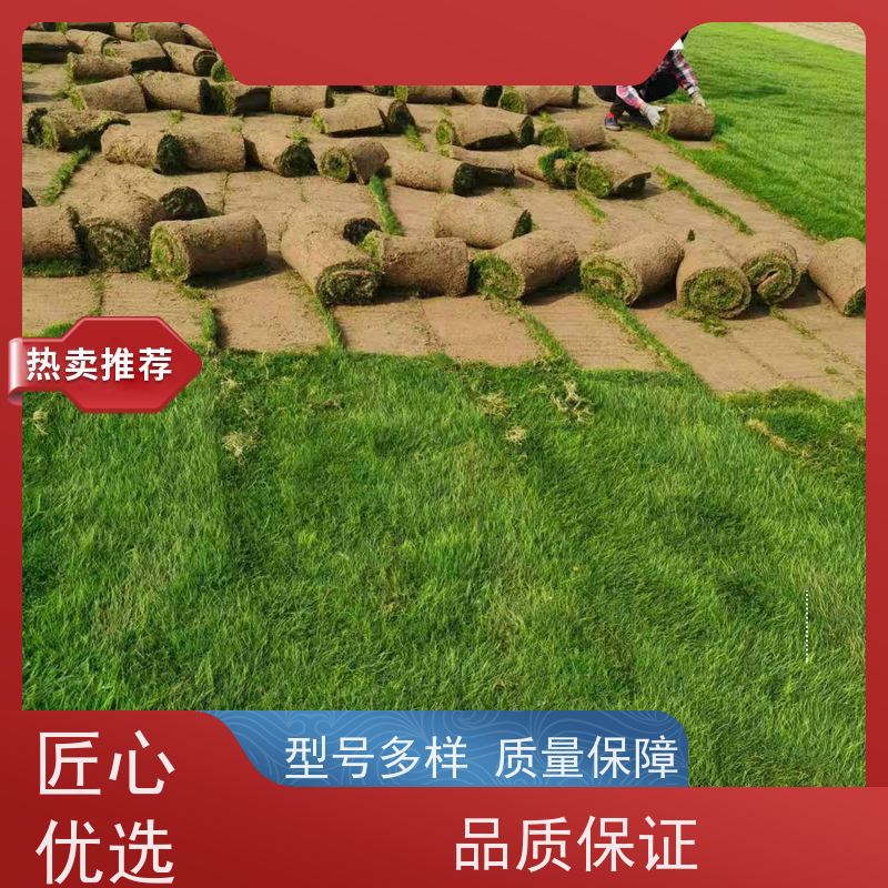 洛阳万绿苗圃 景区民宿 百慕大草坪 四季常绿 铺草快省时省力