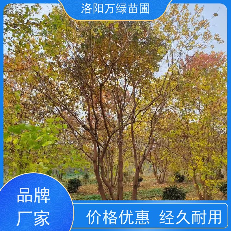 万绿苗圃 厂区别墅苗木 丛生乌桕种植基地 多分支6米8米 易成活