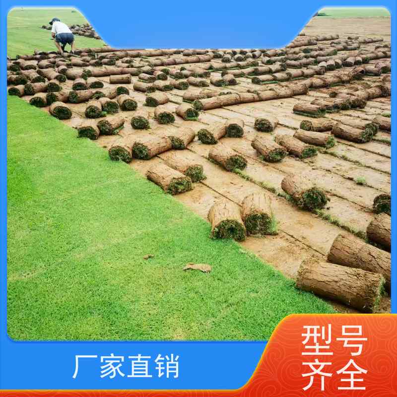 洛阳万绿苗圃 道路绿化 真草皮四季青 耐践踏 维护简单