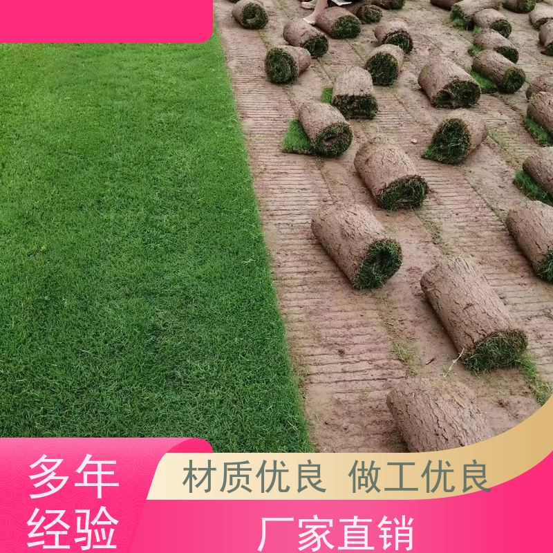 洛阳万绿苗圃 景区民宿 真草皮四季青 修剪少 铺草快省时省力