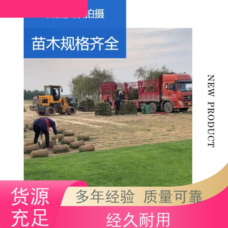 洛阳万绿苗圃 市政工程 真草皮四季青 修剪少 维护简单