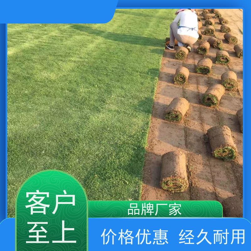 洛阳万绿苗圃 道路绿化 真草皮四季青 耐践踏 铺草快省时省力