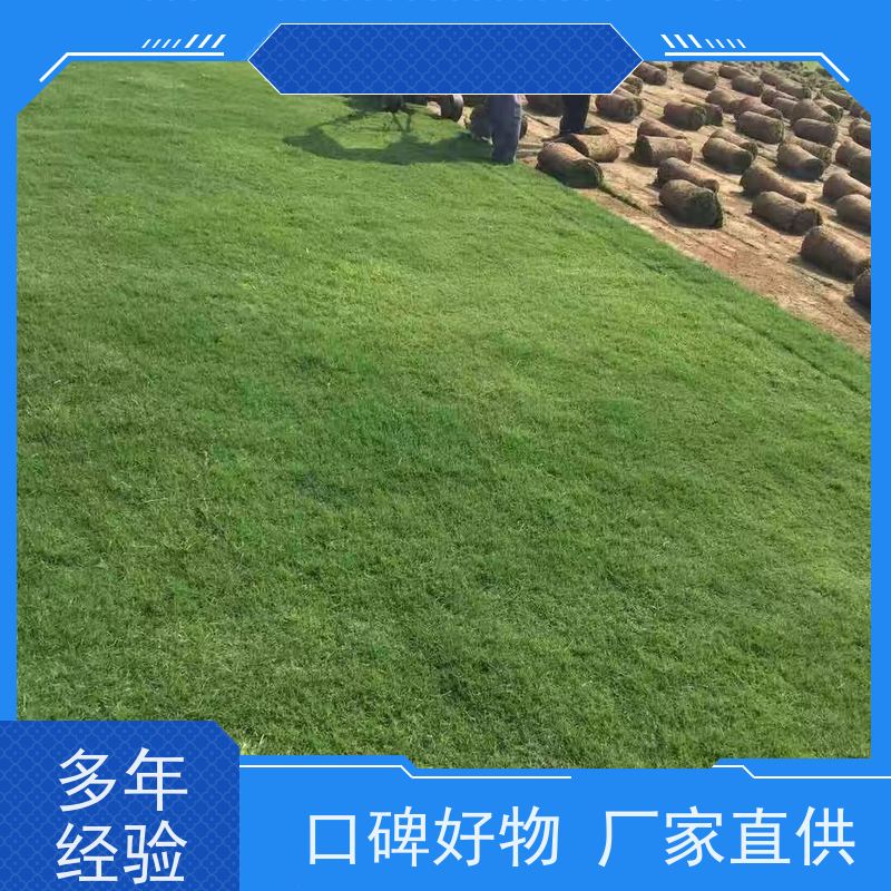 洛阳万绿苗圃 小区绿化 马尼拉草坪 四季常绿 维护简单