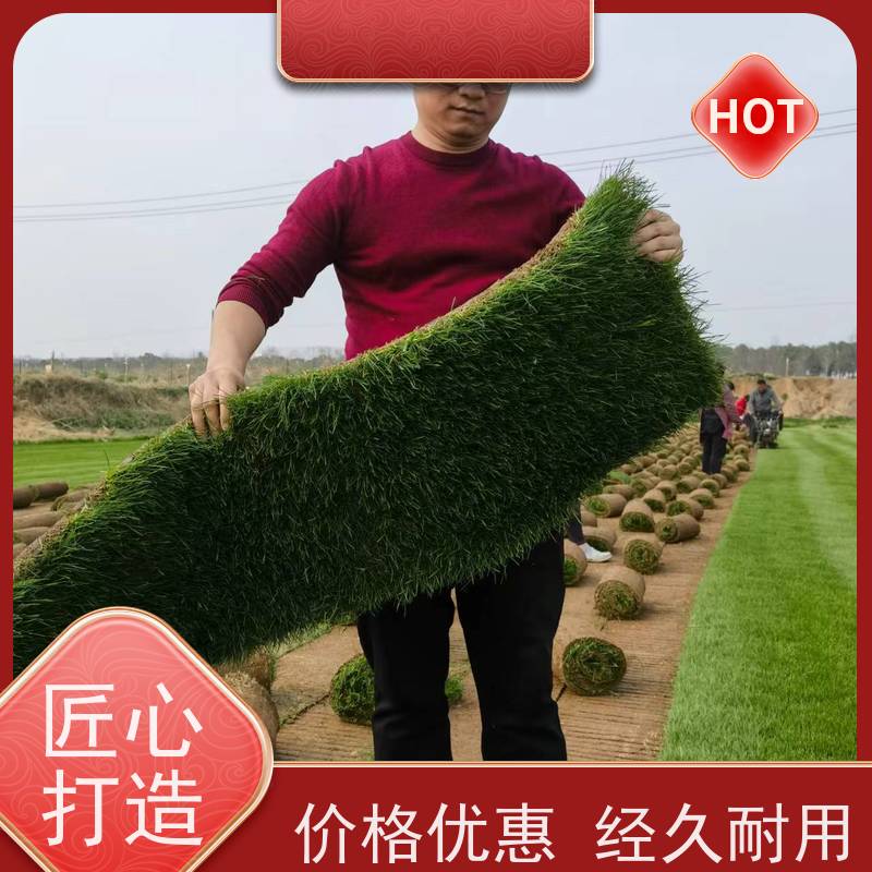 洛阳万绿苗圃 别墅庭院 早熟禾混播草坪 四季常绿 铺草快省时省力