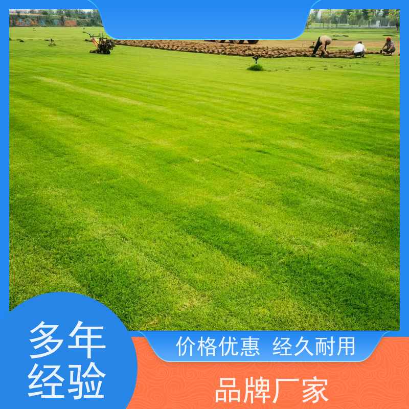 洛阳万绿苗圃 小区绿化 百慕大草坪 修剪少 维护简单